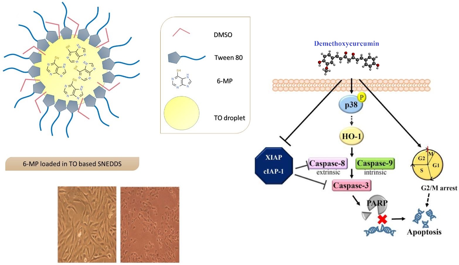 Demothoxycurcumin as a curcumin analogue with anticancer, antimicrobial, anti-inflammatory, and neuroprotective activities: Micro and nanosystems 